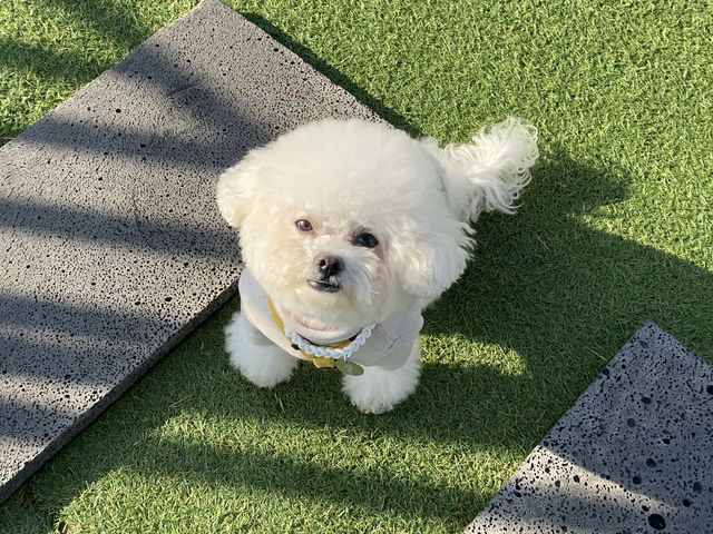 강화ㅣ넓은 야외 테라스와 루프탑이 있는 애견카페, 흐노니