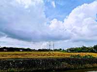 The beautiful paddy field of Malacca