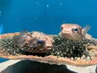 【山口】海響館で関門海峡のお魚見学②