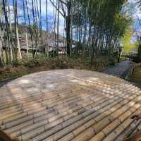 【修善寺】竹林の小径