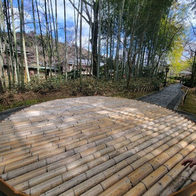 【修善寺】竹林の小径