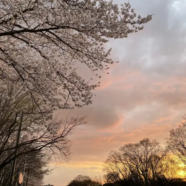 남원 당일치기 벚꽃 여행🌸