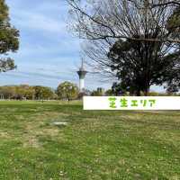 【花博記念公園 鶴見緑地】桜満開🌸🌸🌸