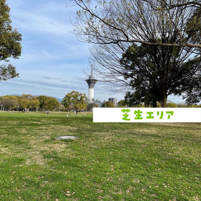 【花博記念公園 鶴見緑地】桜満開🌸🌸🌸