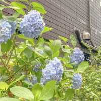 オランダ坂通りの紫陽花
