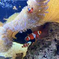 【京都】京都水族館に行ってきた！