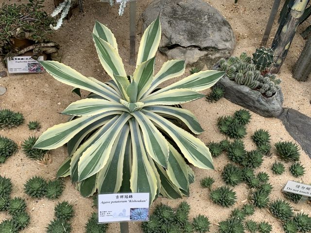 本地遊 | 坐港鐵遊香港 | 金鐘站 | 香港公園｜鬧市賞花好去處