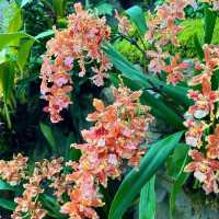Singapore Botanic Gardens