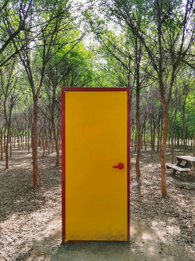 🌸코스모스와 핑크뮬리가 아름다운 당진 아그로랜드 태신목장🐄🐏