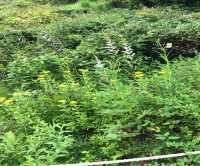 箱根湿性花園
