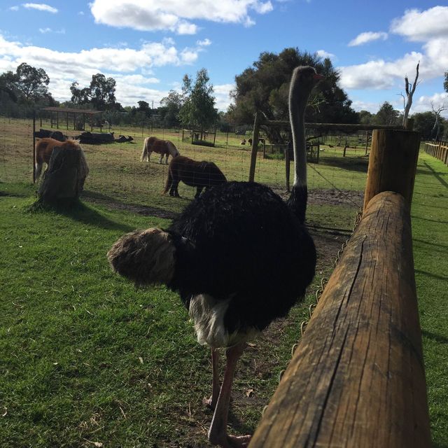 Caversham Wildlife Park 