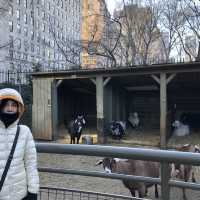 เที่ยว Central Park Zoo กัน