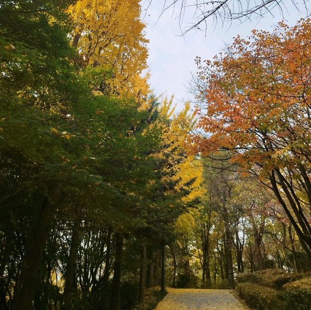 The Autumn foliage ใบไม้เปลี่ยนสีที่กรุงโซล