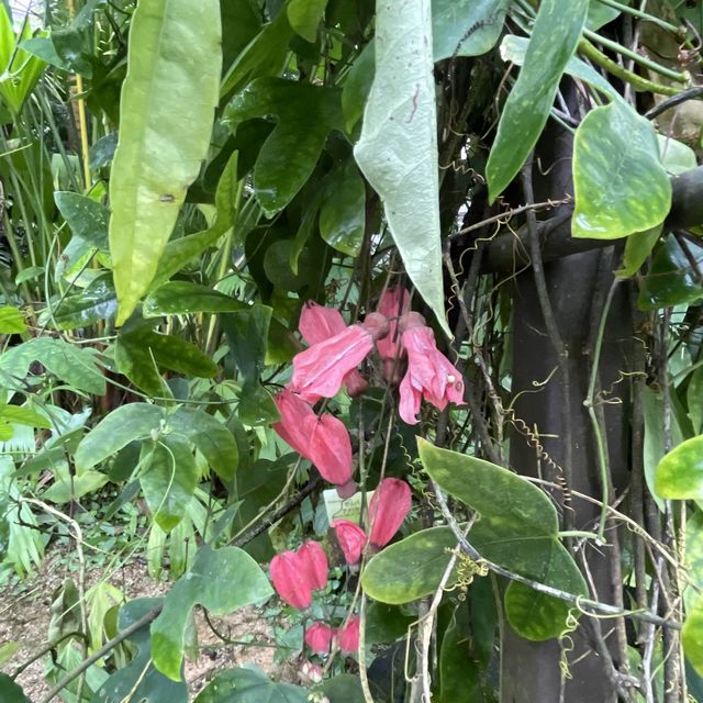 京都府立植物園の温室