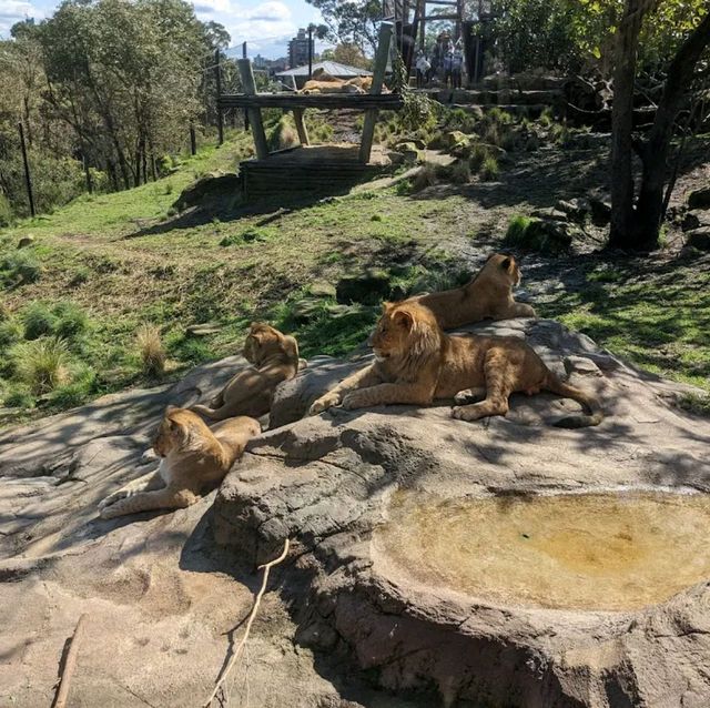 Amazing Day spent at 📍Taronga Zoo Sydney📍