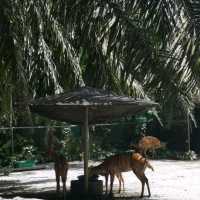 Malaysia Zoo