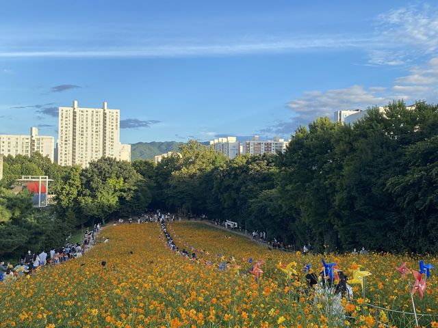 주황코스모스와 핑크뮬리를 서울에서!