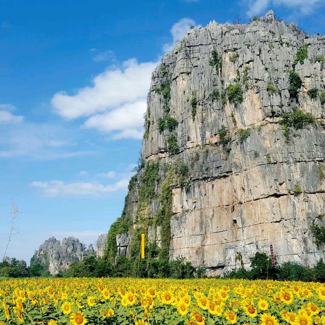 ทุ่งทานตะวัน@เนินมะปราง