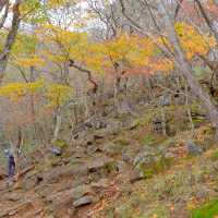 紅葉の赤城山山中