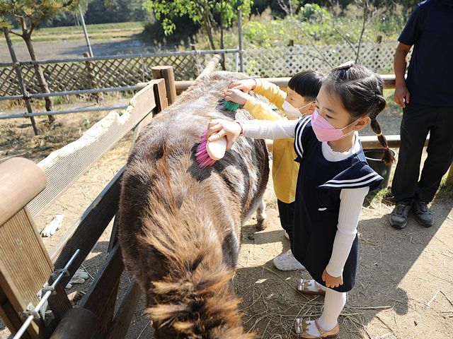 이천 스카이밀크팜 당나귀랑 함께놀아요
