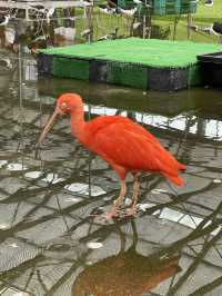 【掛川花鳥園】「花と鳥とのふれあい」が楽しめるテーマパーク