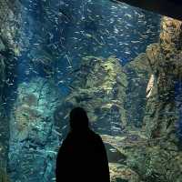 インスタ映えする世界最大級の水族館、海遊館！