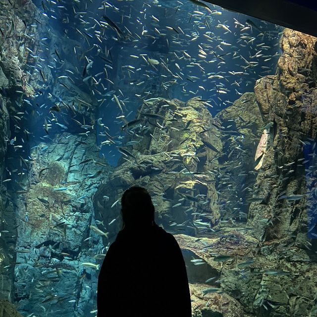 インスタ映えする世界最大級の水族館、海遊館！
