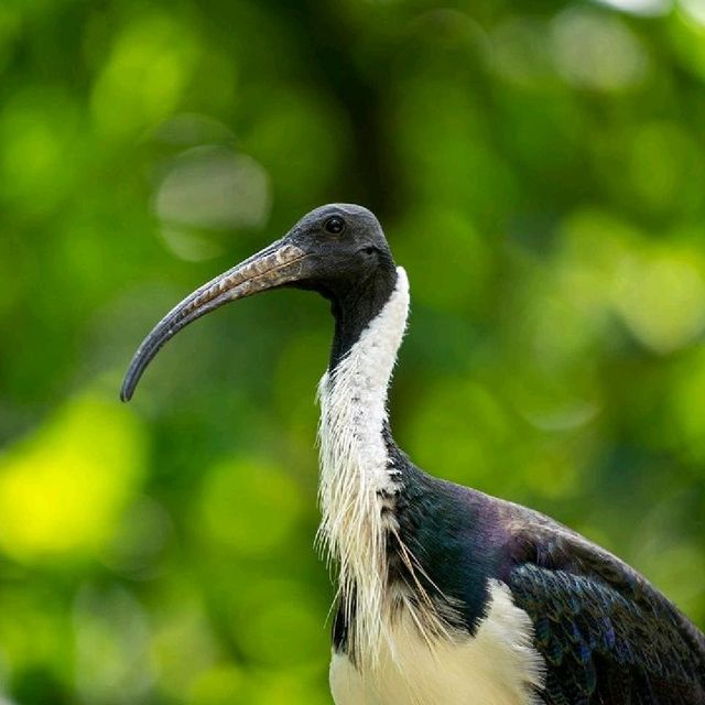 Day Out @ Bird Park
