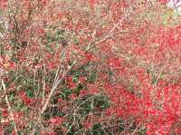 城門谷賞花好去處