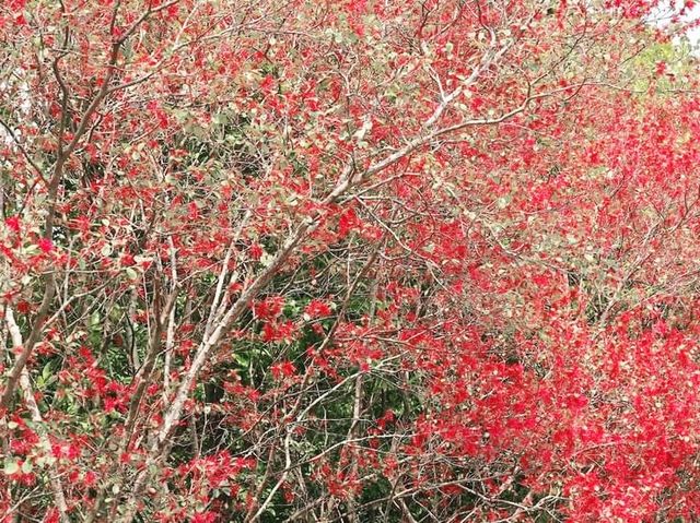 城門谷賞花好去處