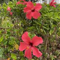 黃橙花風鈴木盛放｜市區賞花好去處