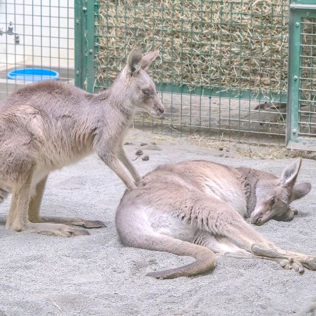 冬の円山動物園・カンガルー館