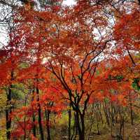 🍁가을에 단풍놀이하기 좋은 [문경새재]