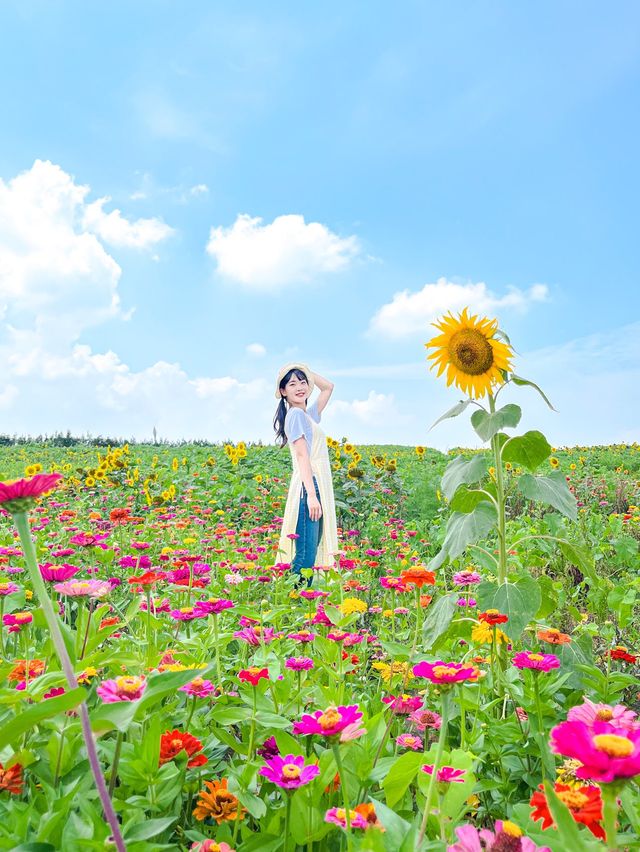 가장먼저 만나본 팜랜드의 해바라기🌻