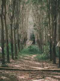 คาเฟ่แคมป์ปิ้งในสวนป่ายาง