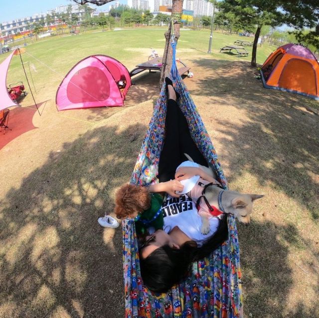 도심 속의 캠핑, ⛺️천안 신방공원에서 반려견과 즐기는 여름 소풍