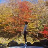 제주에서 즐기는 단풍놀이🍁