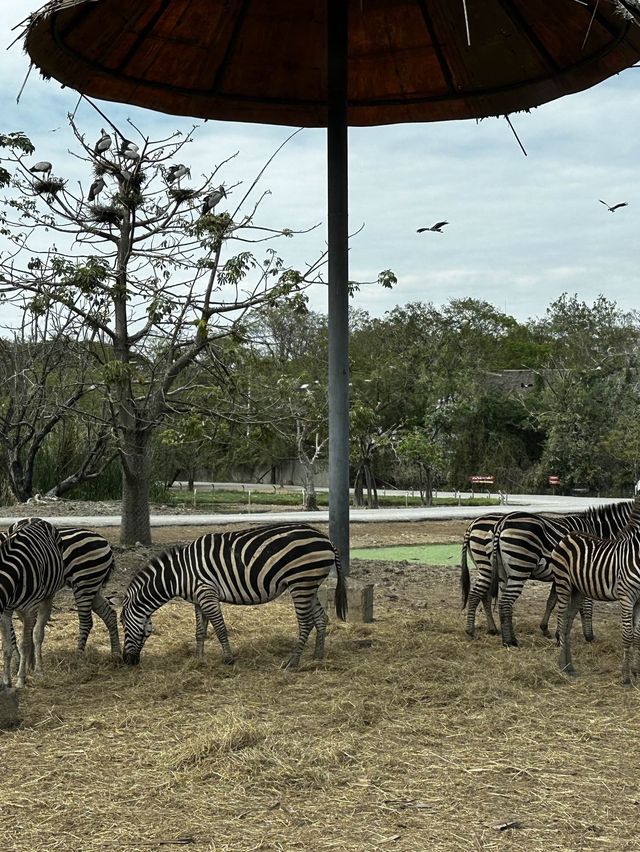 來泰國Safari World當一天動物飼養員吧！