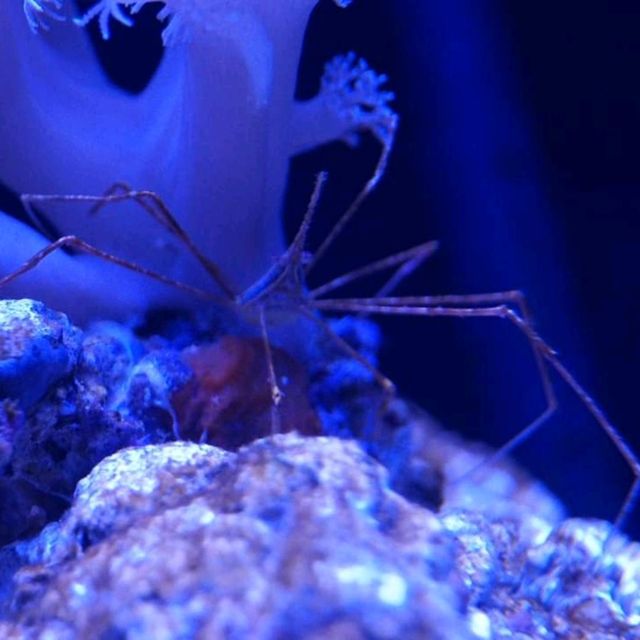 Sumida Aquarium At Tokyo Solamachi