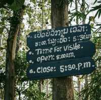 Exploring the Nature At Tad Sae Waterfalls 