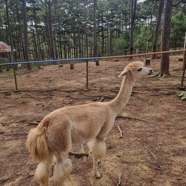 Zoodoo, Da Lat Zoo