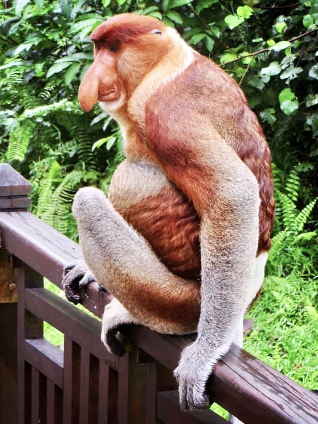 Bako National Park - Borneo, Malaysia  