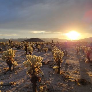 Joshua Tree National Park, California