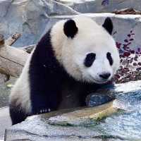 Chengdu Research Base of Giant Panda Breeding