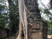 Ta Prohm Temple - Where trees have dominated