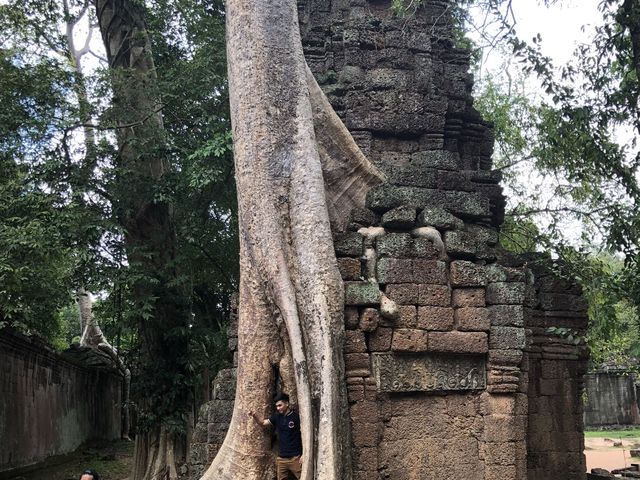 Ta Prohm Temple - Where trees have dominated