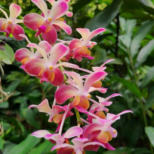 Gorgeous orchids