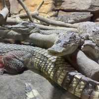 Best Zoo in Shanghai