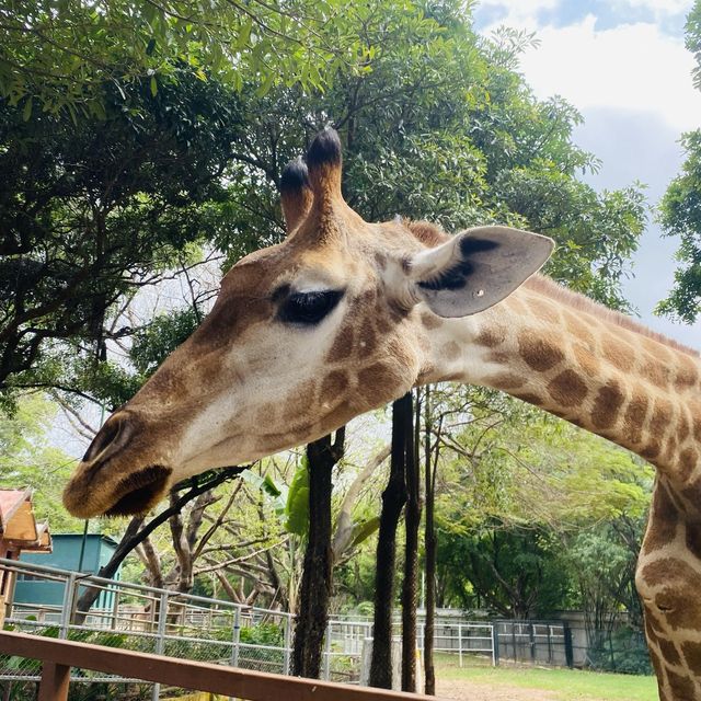 Shenzhen Safari Park 