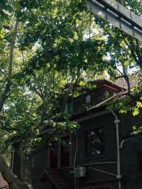 Former French Concession, Shanghai🌿🌱
